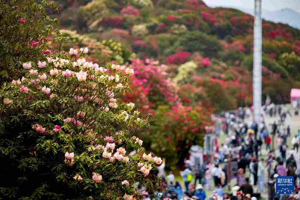 几日春风又春雨 杜鹃依旧映山红 贵州百里杜鹃盛花期绽放美丽经济新活力