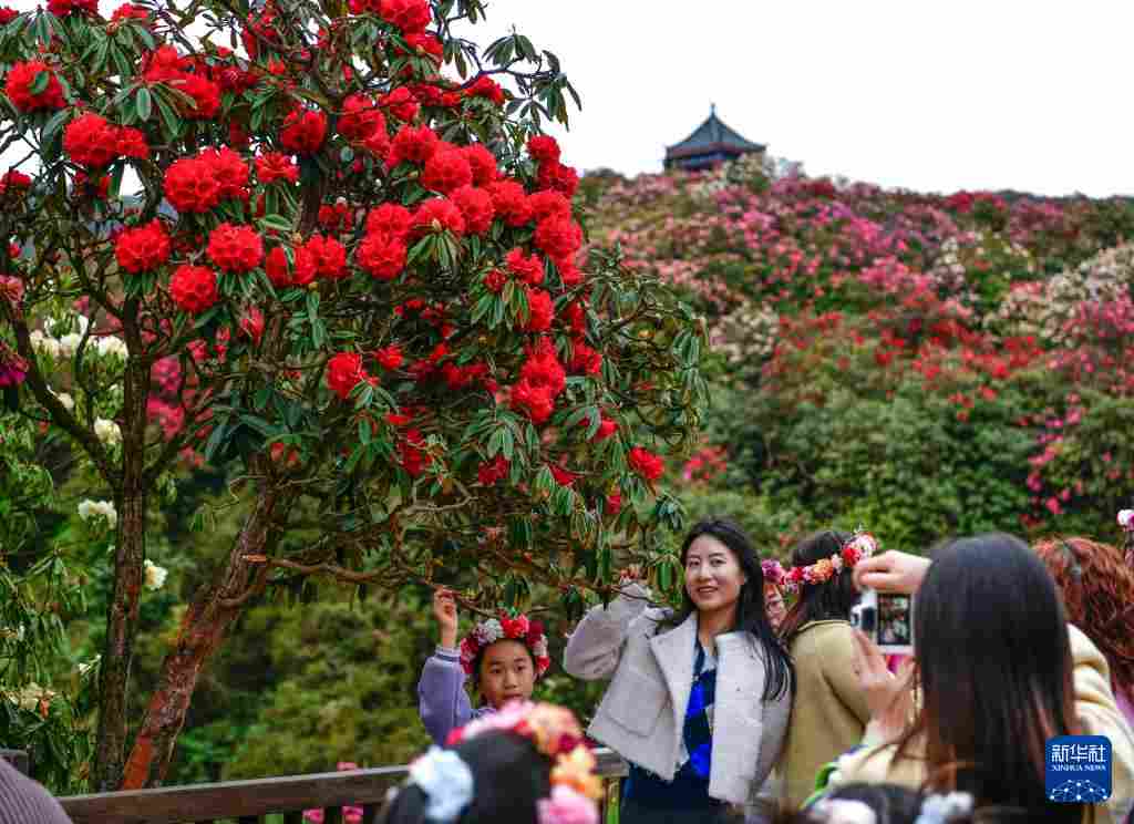 几日春风又春雨 杜鹃依旧映山红 贵州百里杜鹃盛花期绽放美丽经济新活力