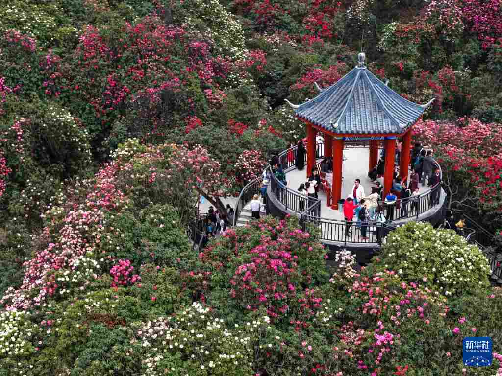 几日春风又春雨 杜鹃依旧映山红 贵州百里杜鹃盛花期绽放美丽经济新活力