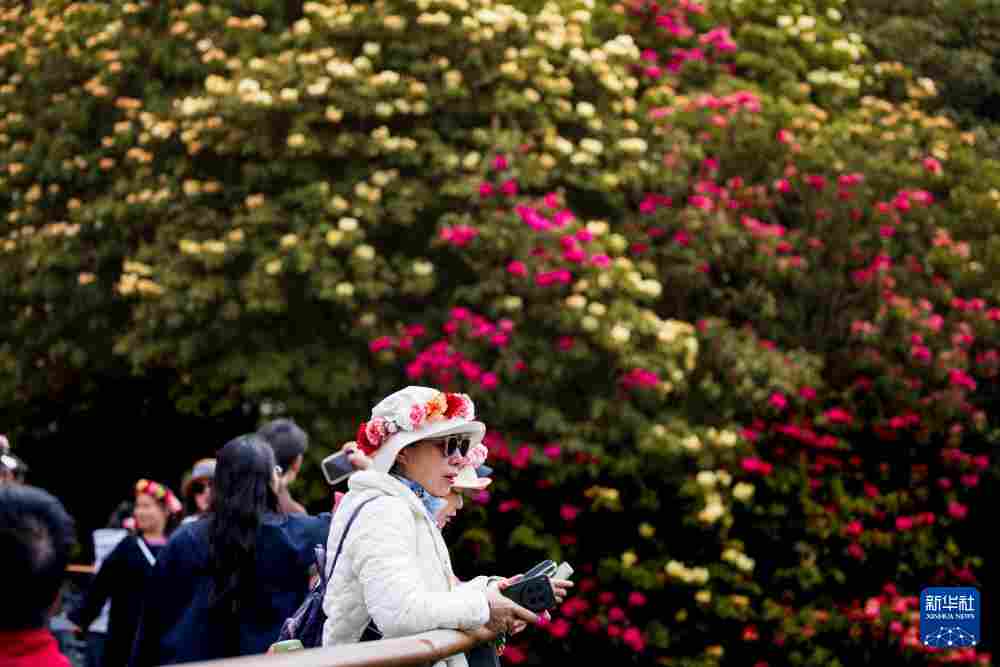 几日春风又春雨 杜鹃依旧映山红 贵州百里杜鹃盛花期绽放美丽经济新活力