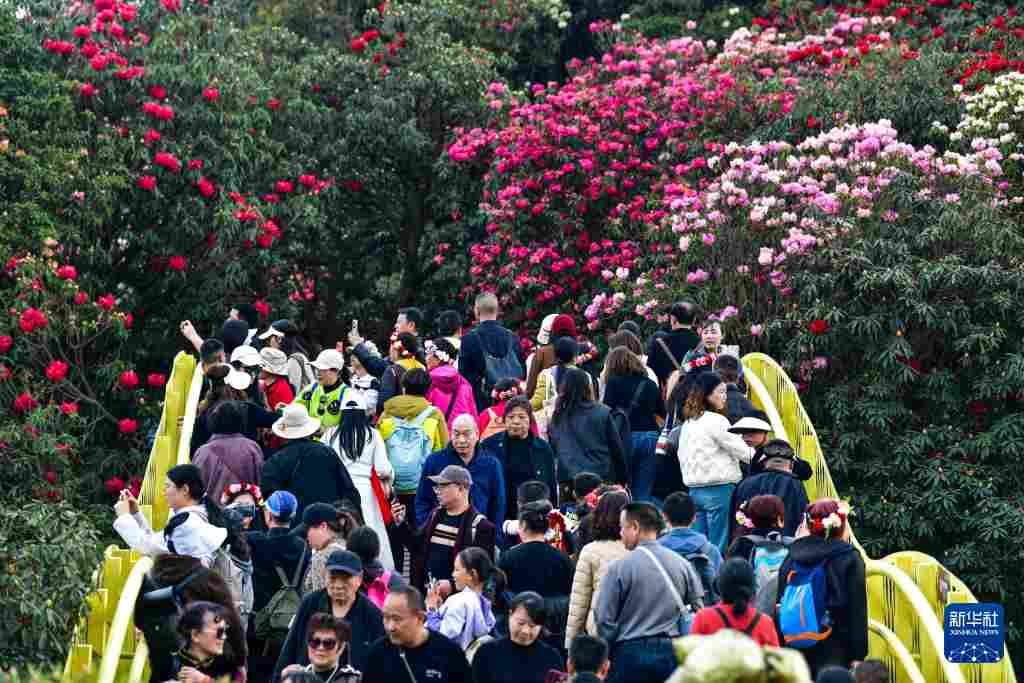 几日春风又春雨 杜鹃依旧映山红 贵州百里杜鹃盛花期绽放美丽经济新活力