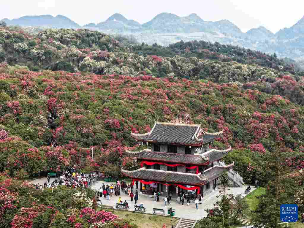 几日春风又春雨 杜鹃依旧映山红 贵州百里杜鹃盛花期绽放美丽经济新活力