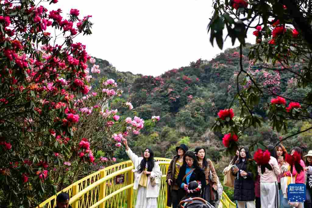 几日春风又春雨 杜鹃依旧映山红 贵州百里杜鹃盛花期绽放美丽经济新活力
