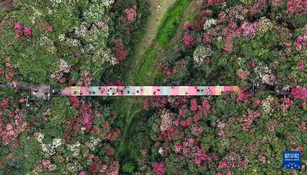 几日春风又春雨 杜鹃依旧映山红 贵州百里杜鹃盛花期绽放美丽经济新活力