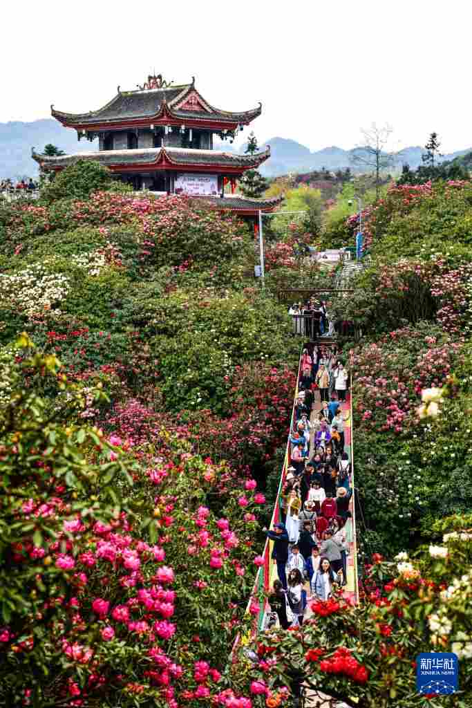 几日春风又春雨 杜鹃依旧映山红 贵州百里杜鹃盛花期绽放美丽经济新活力
