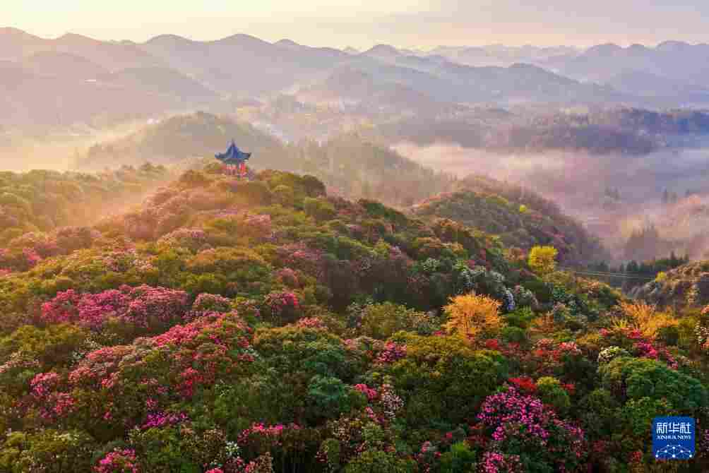 几日春风又春雨 杜鹃依旧映山红 贵州百里杜鹃盛花期绽放美丽经济新活力
