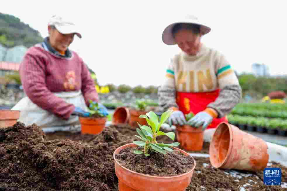 几日春风又春雨 杜鹃依旧映山红 贵州百里杜鹃盛花期绽放美丽经济新活力