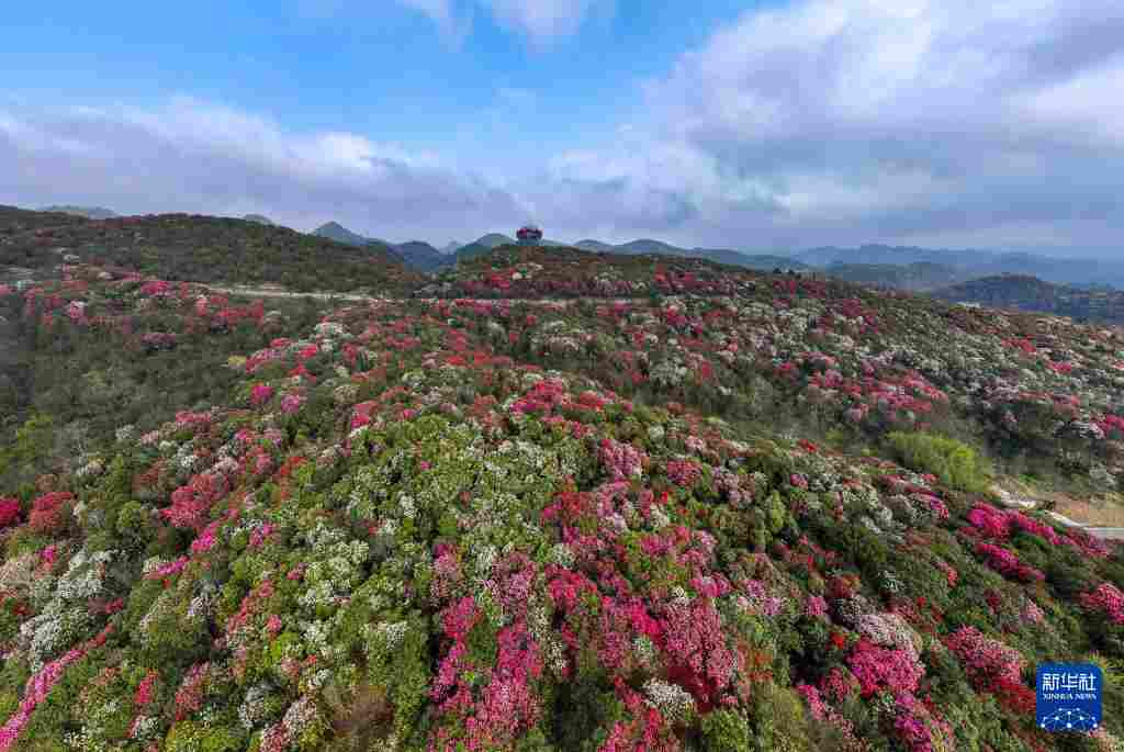几日春风又春雨 杜鹃依旧映山红 贵州百里杜鹃盛花期绽放美丽经济新活力