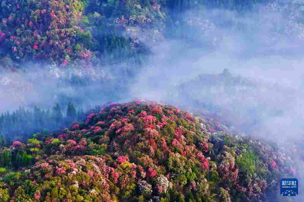 几日春风又春雨 杜鹃依旧映山红 贵州百里杜鹃盛花期绽放美丽经济新活力