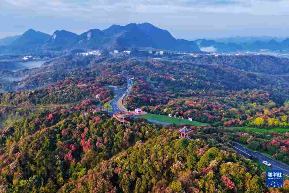 几日春风又春雨 杜鹃依旧映山红 贵州百里杜鹃盛花期绽放美丽经济新活力