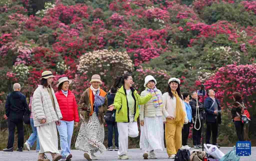 几日春风又春雨 杜鹃依旧映山红 贵州百里杜鹃盛花期绽放美丽经济新活力