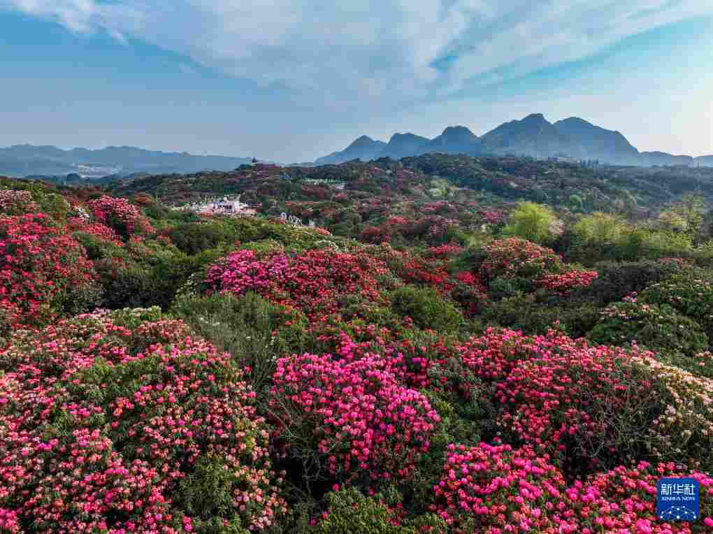几日春风又春雨 杜鹃依旧映山红 贵州百里杜鹃盛花期绽放美丽经济新活力