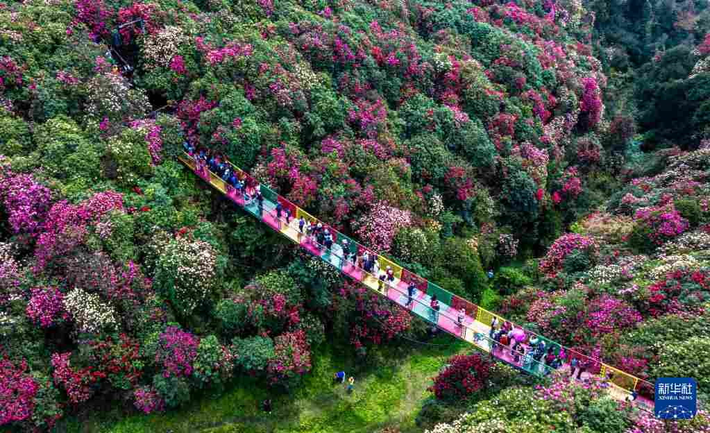 几日春风又春雨 杜鹃依旧映山红 贵州百里杜鹃盛花期绽放美丽经济新活力