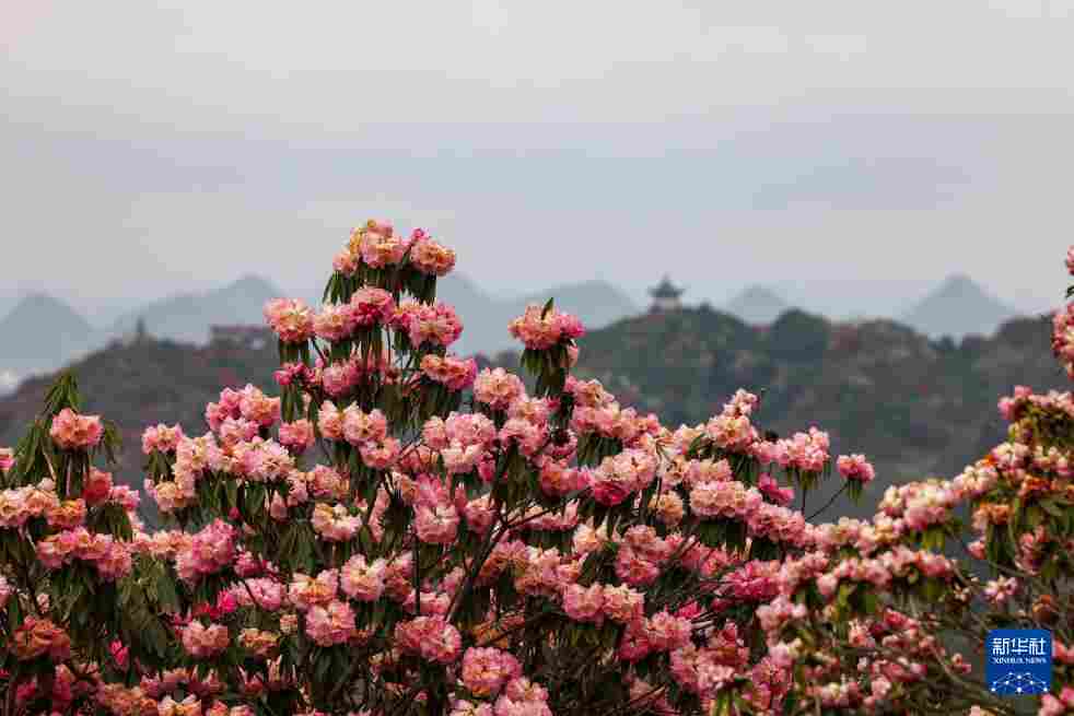 几日春风又春雨 杜鹃依旧映山红 贵州百里杜鹃盛花期绽放美丽经济新活力