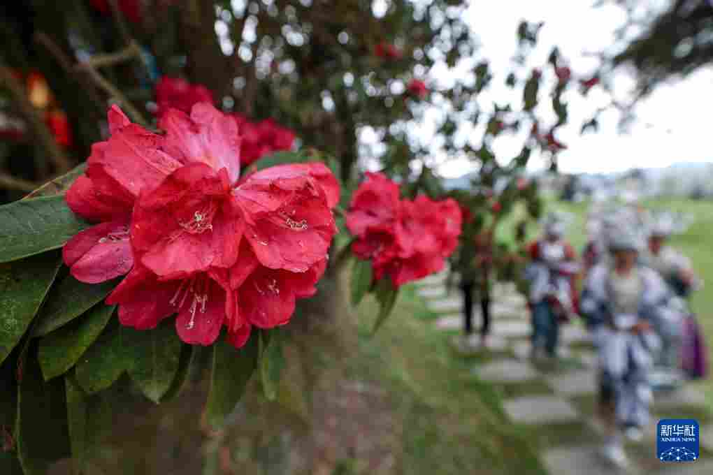 几日春风又春雨 杜鹃依旧映山红 贵州百里杜鹃盛花期绽放美丽经济新活力